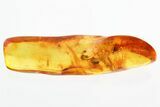 Detailed Fossil Dance Fly (Hybotidae) In Baltic Amber #328180-1